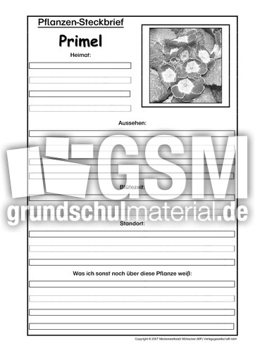 Pflanzensteckbrief-Primel-SW.pdf